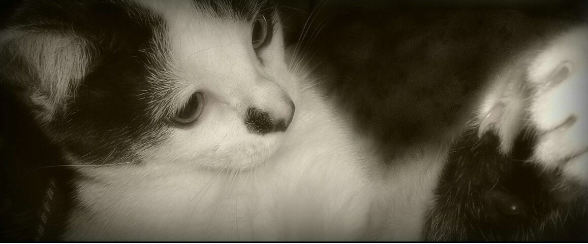 animal