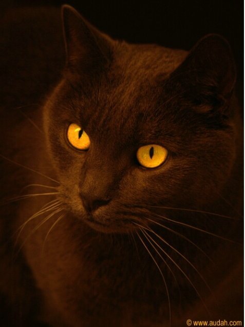 animal