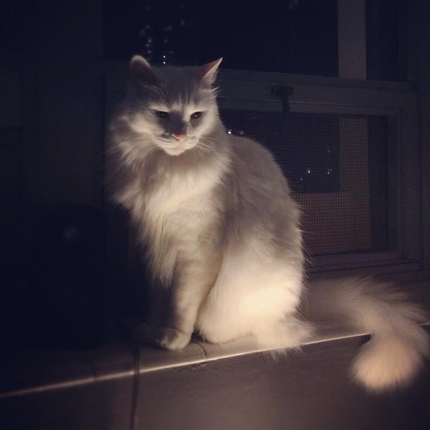 animal