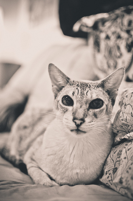 animal