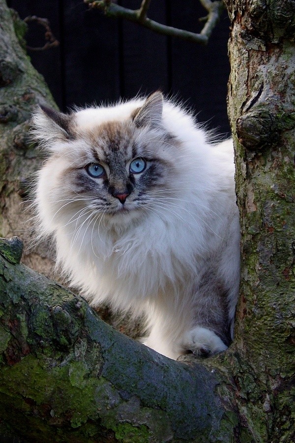 animal