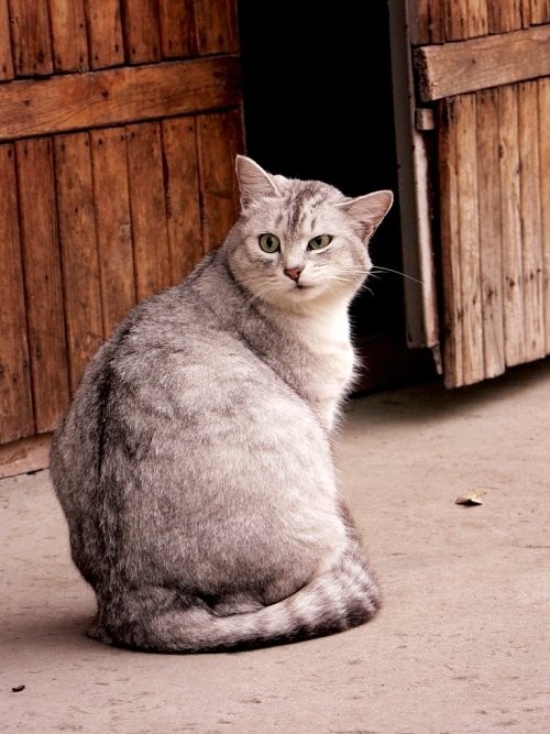 animal