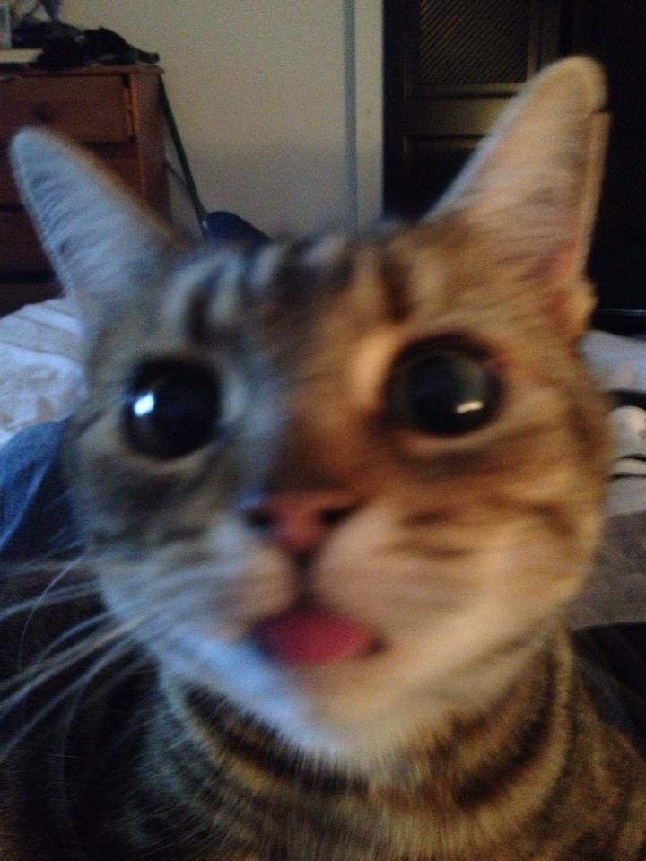 animal