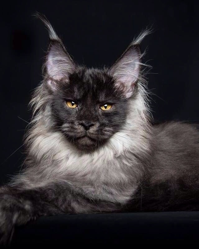 animal