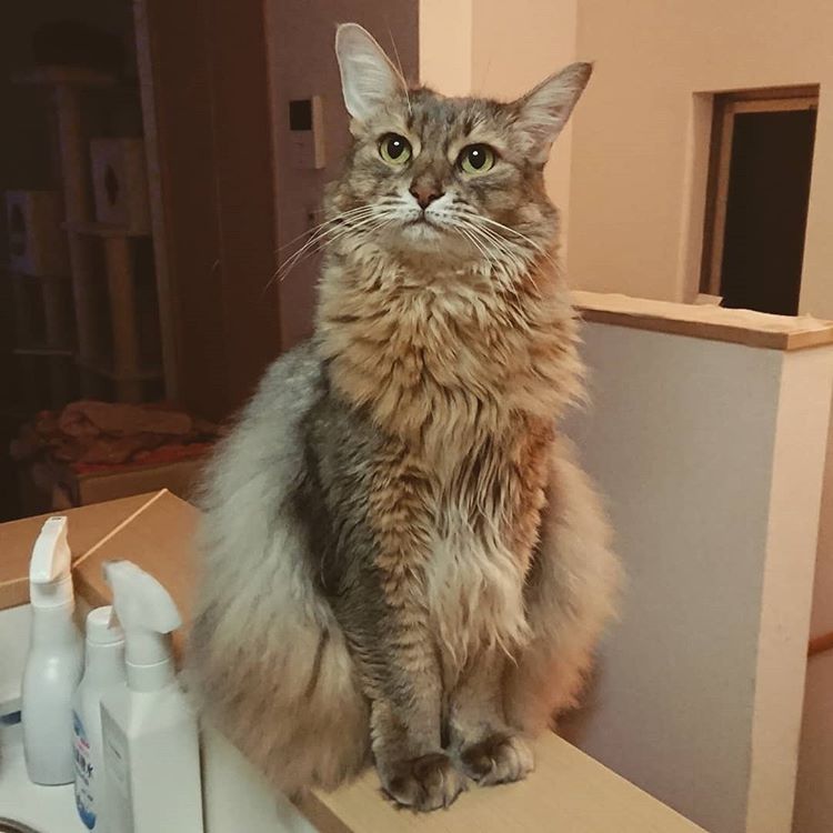 animal