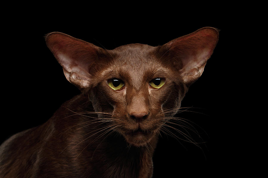 animal