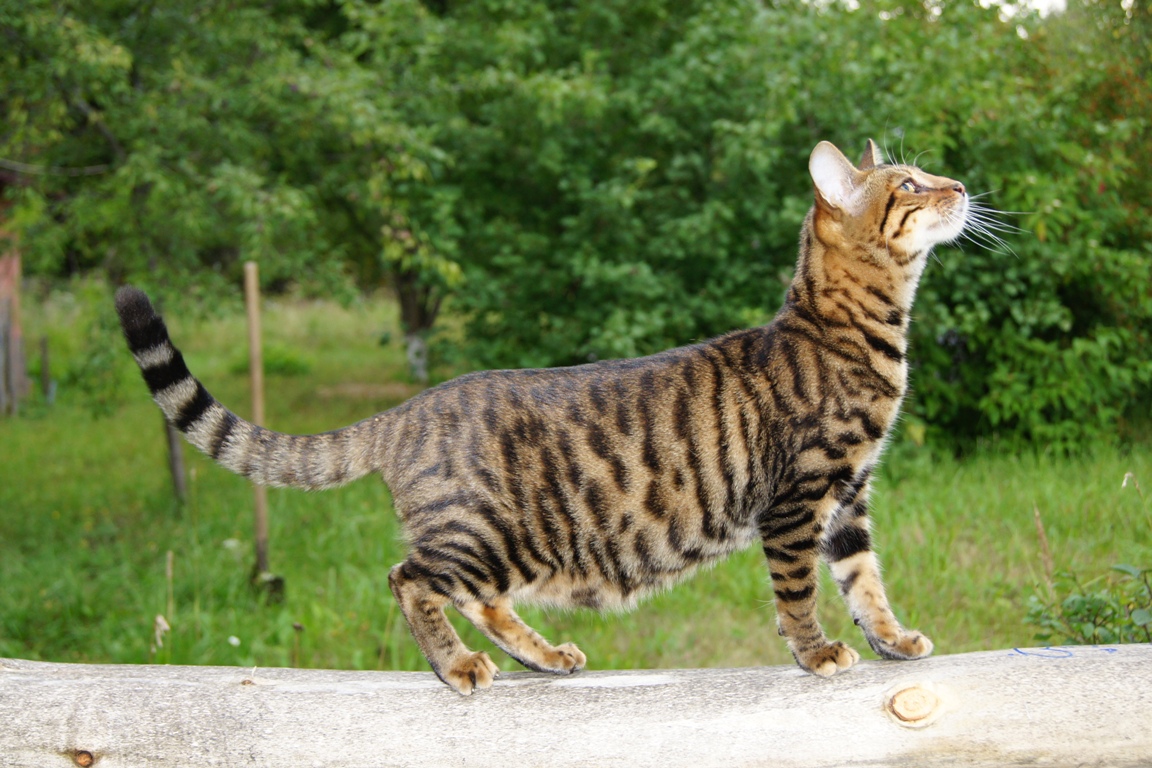 animal