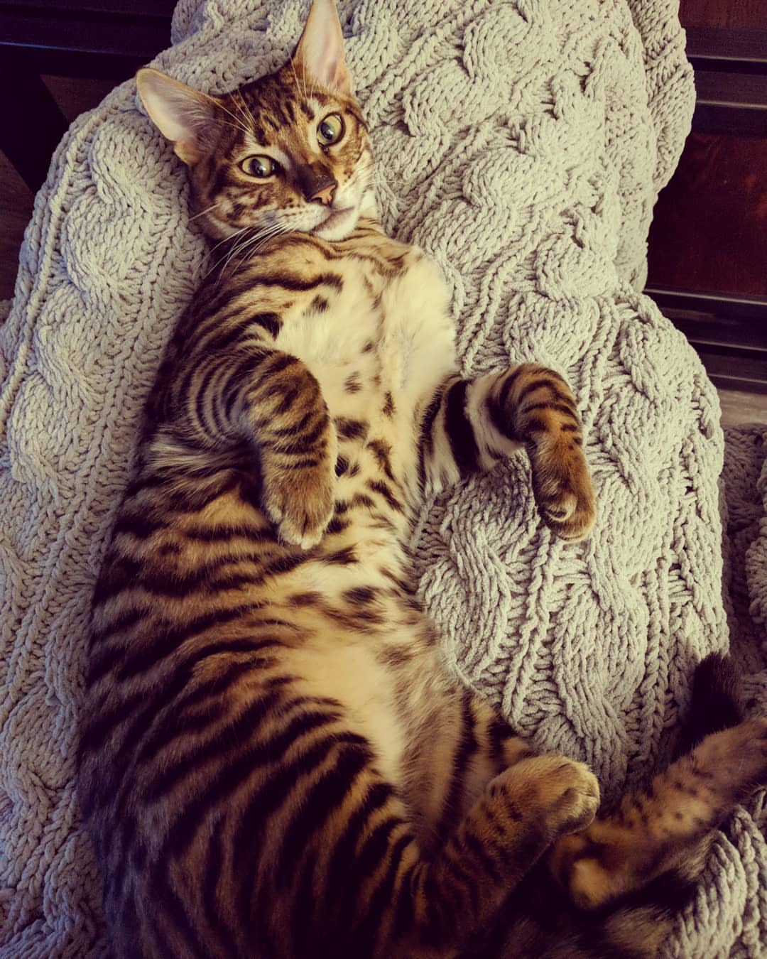 animal