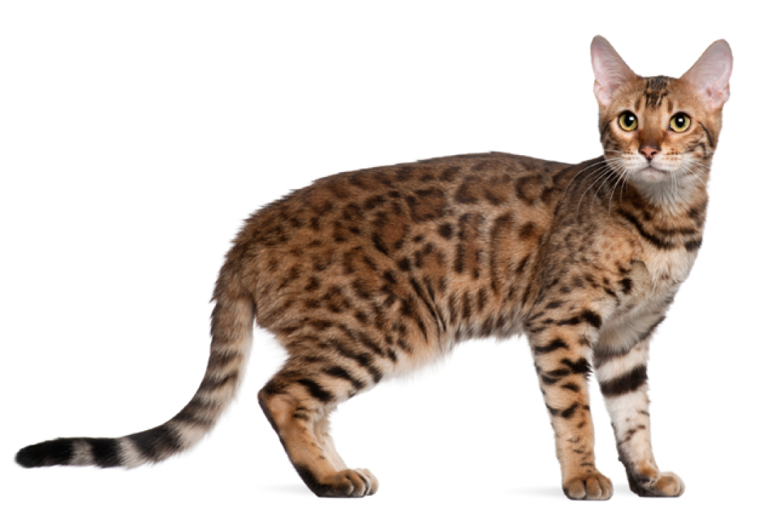 animal
