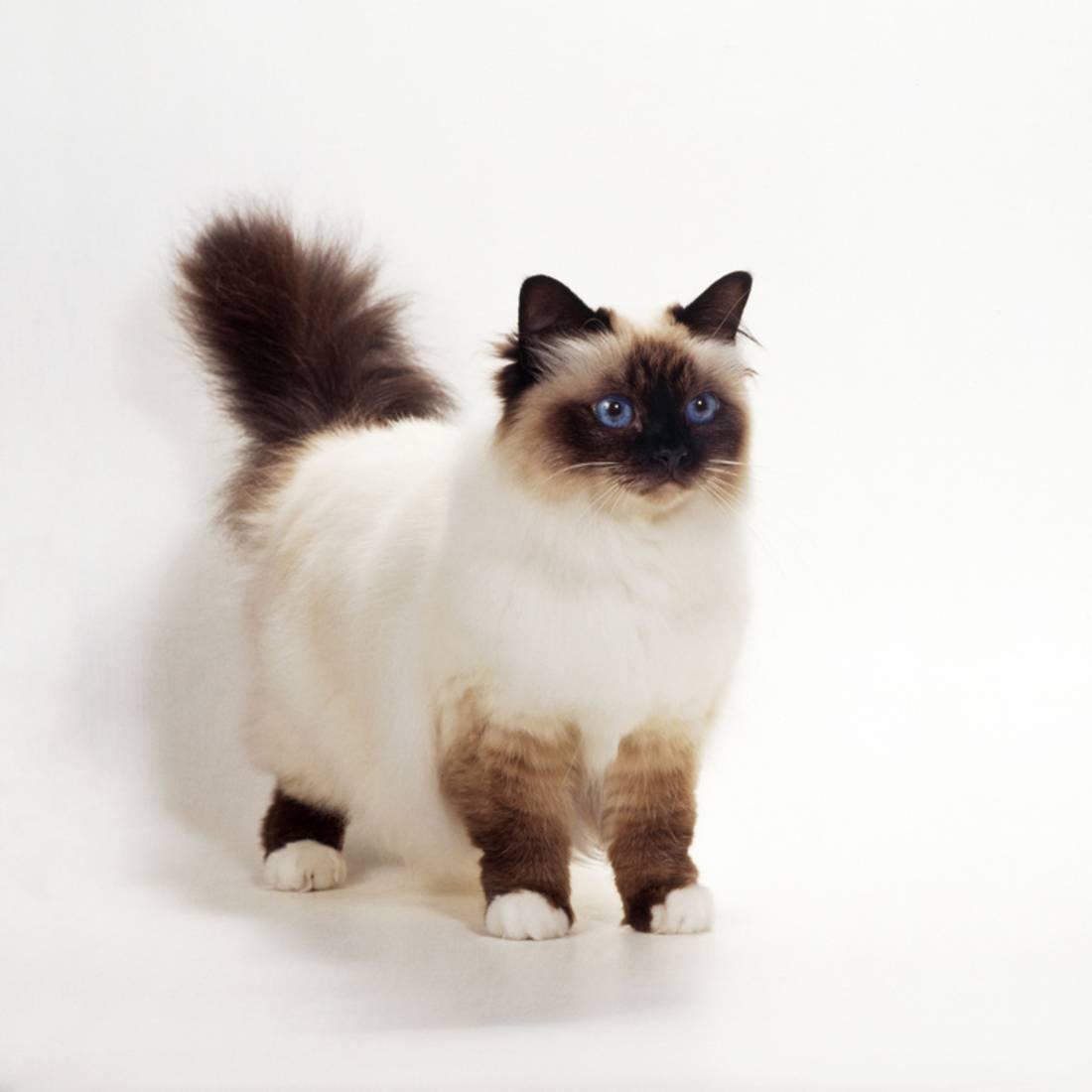 animal