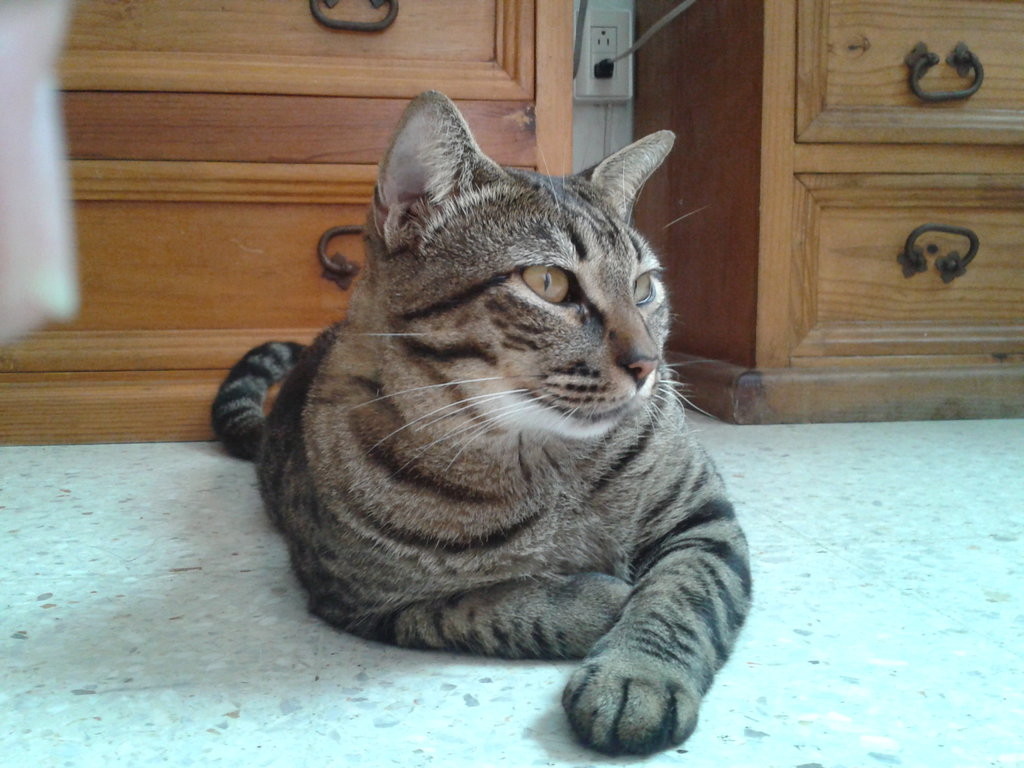 animal