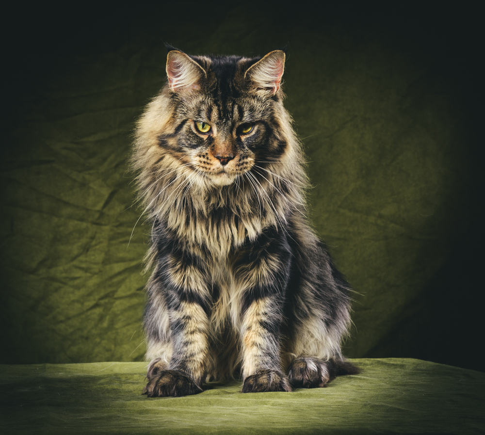 animal