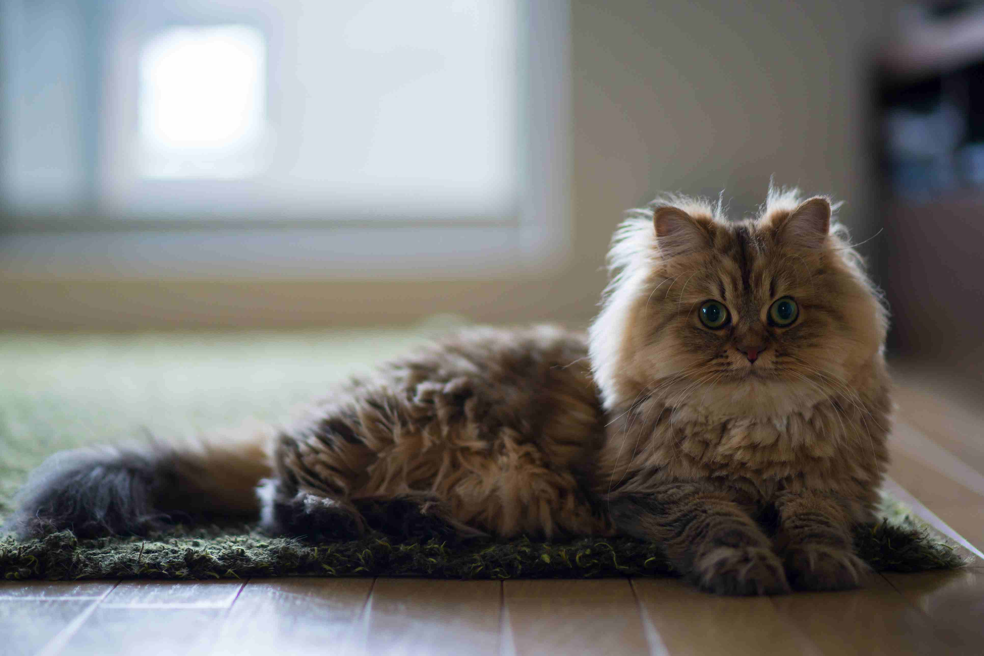animal