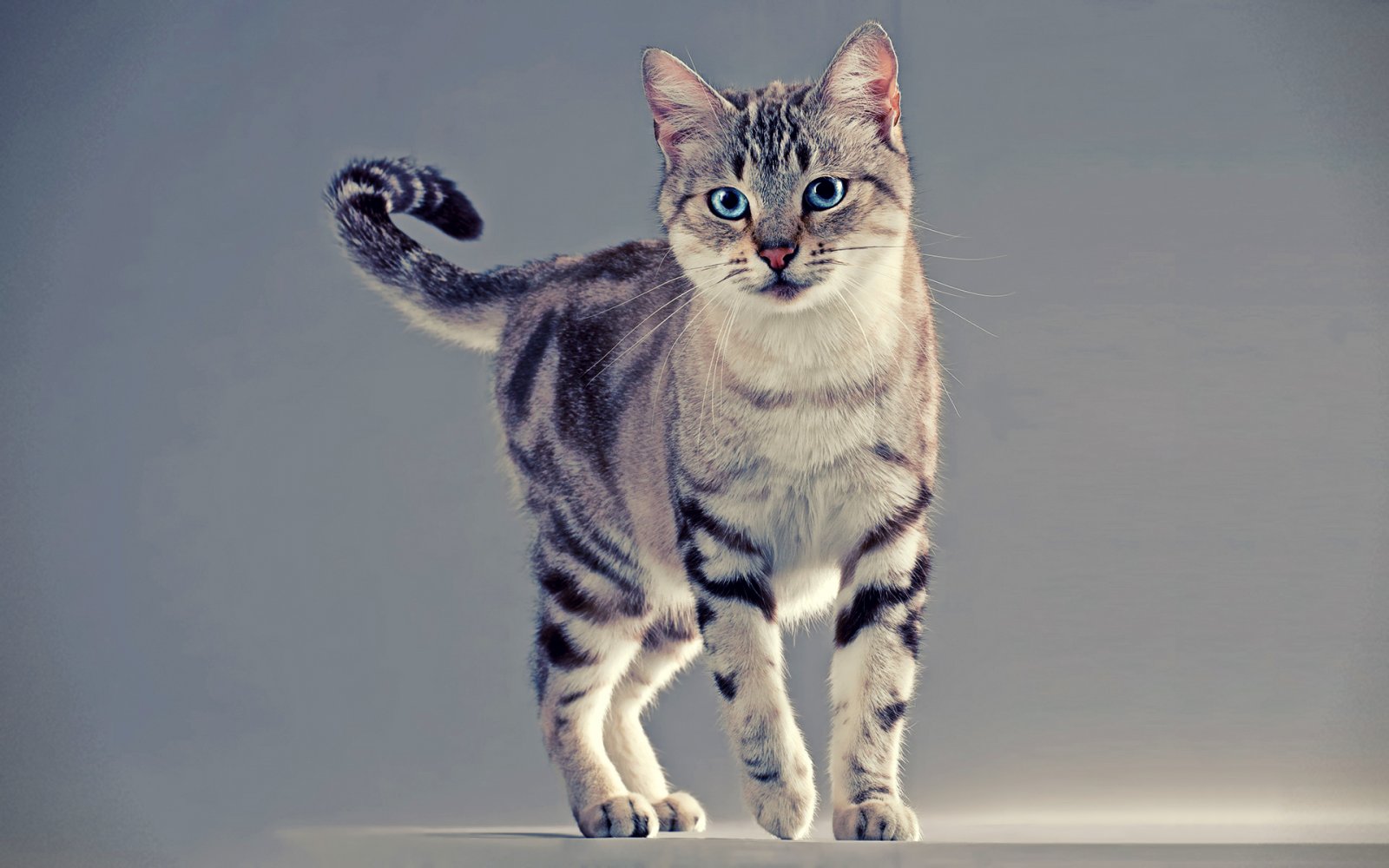 animal