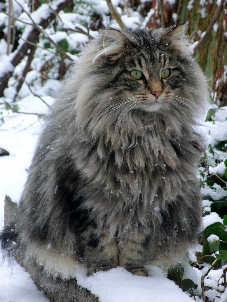 animal