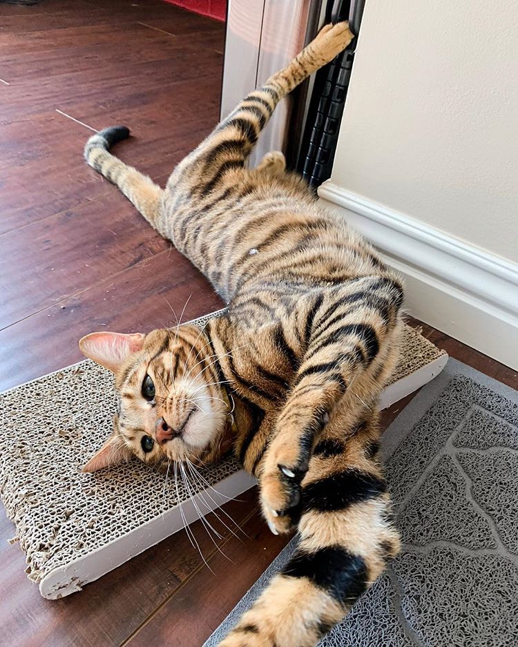 Random Cat