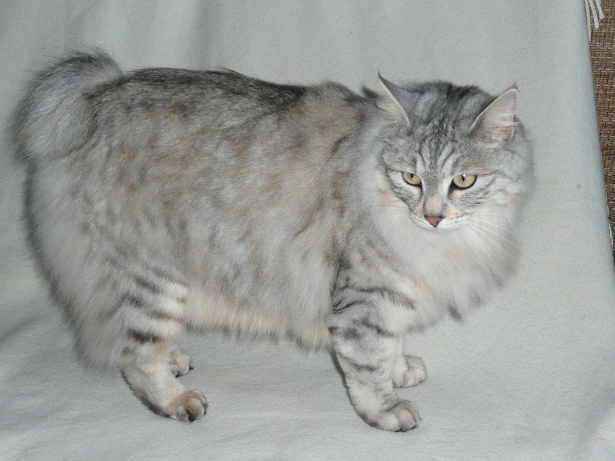 animal