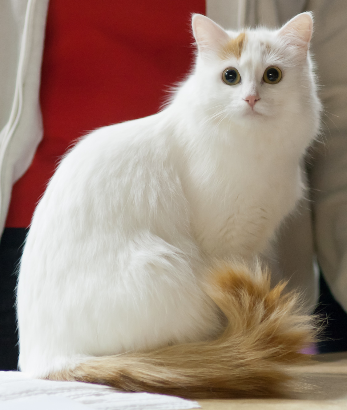animal