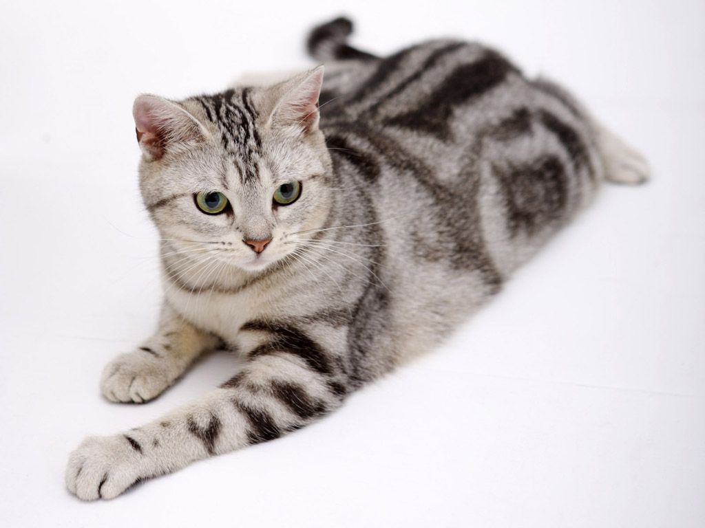 animal