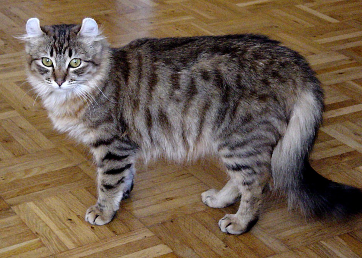 animal