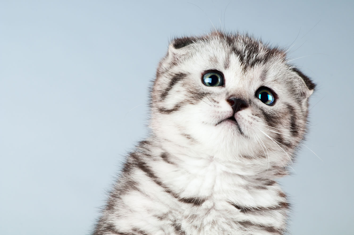 royal canin kedi mamasi