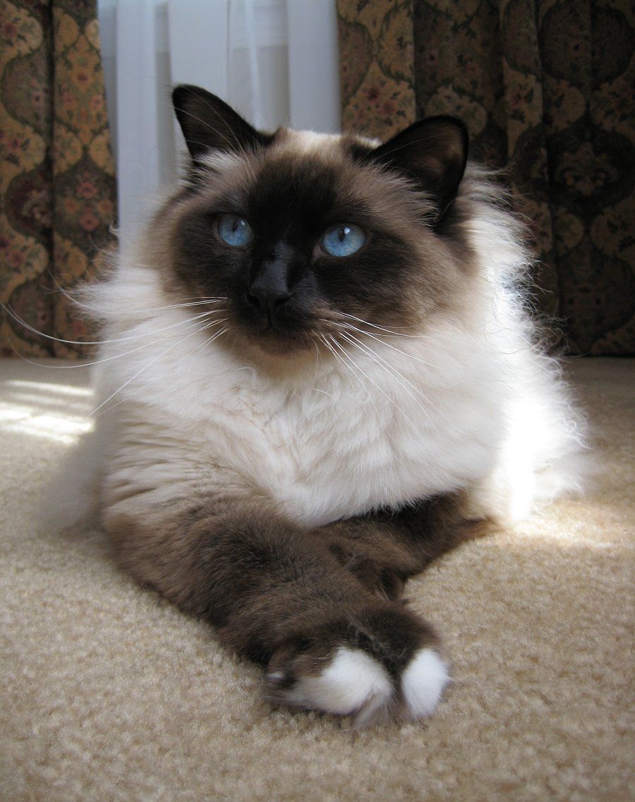 A Random Cat