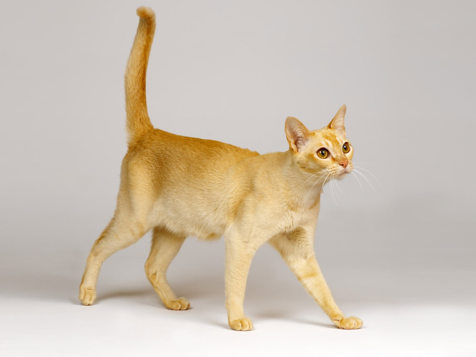animal