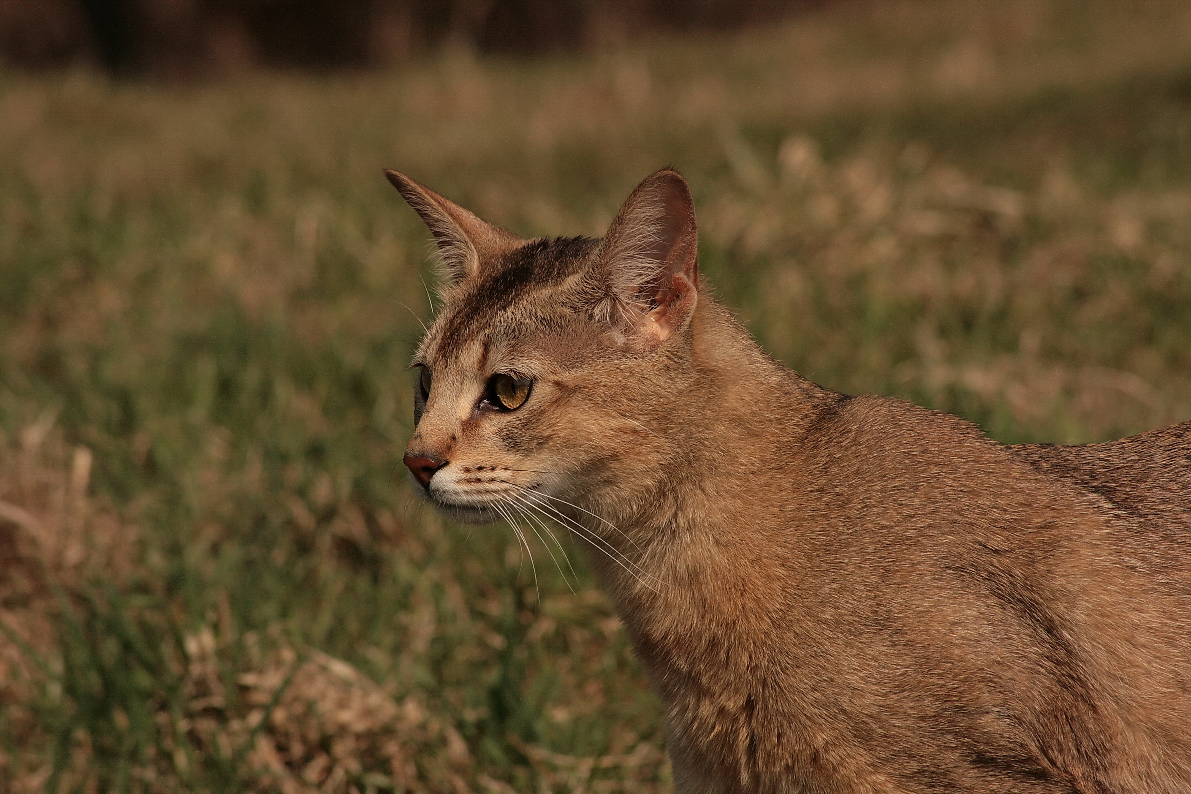 animal
