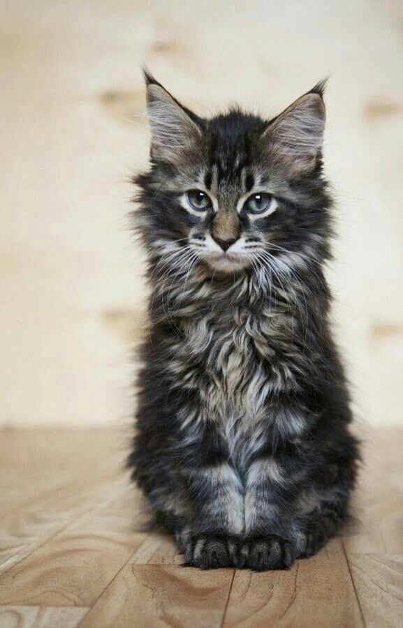 animal