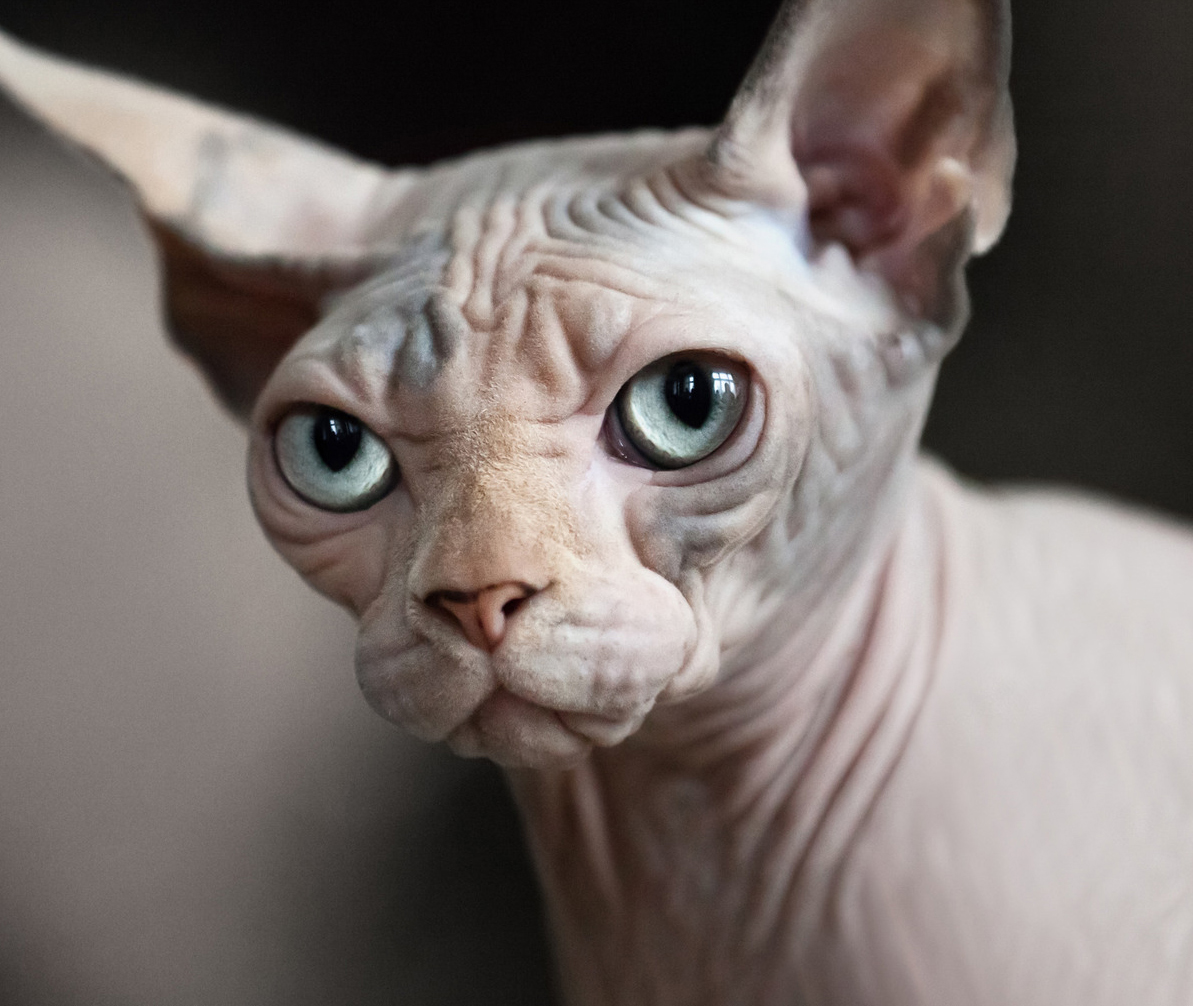 animal