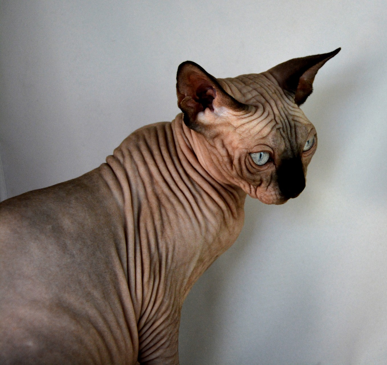 animal