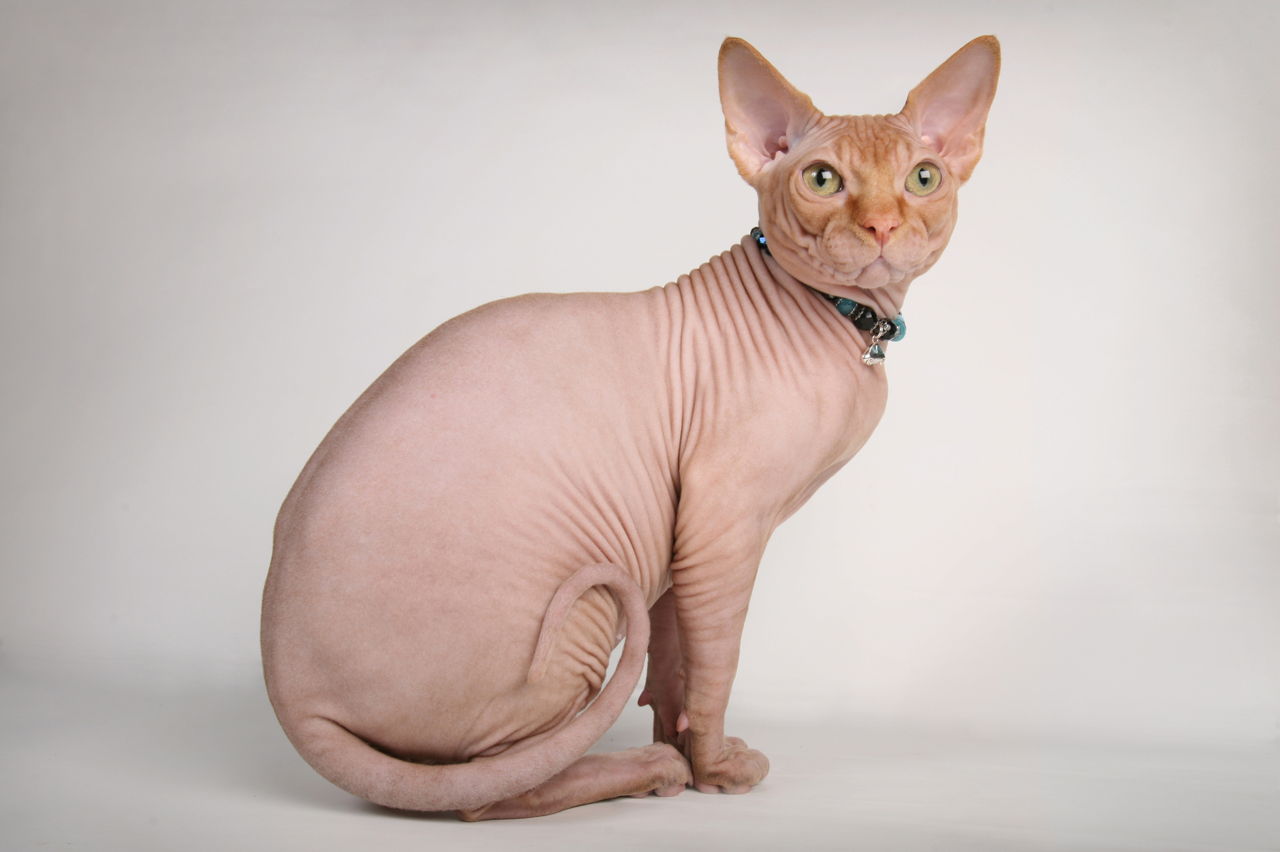 animal