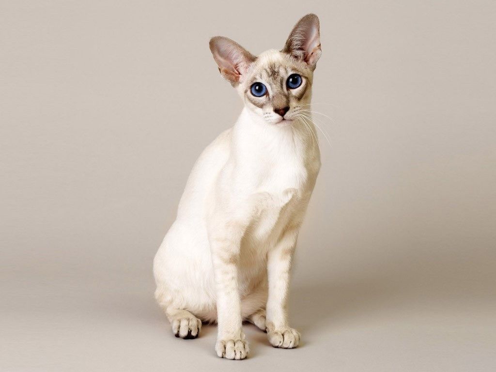 A Random Cat