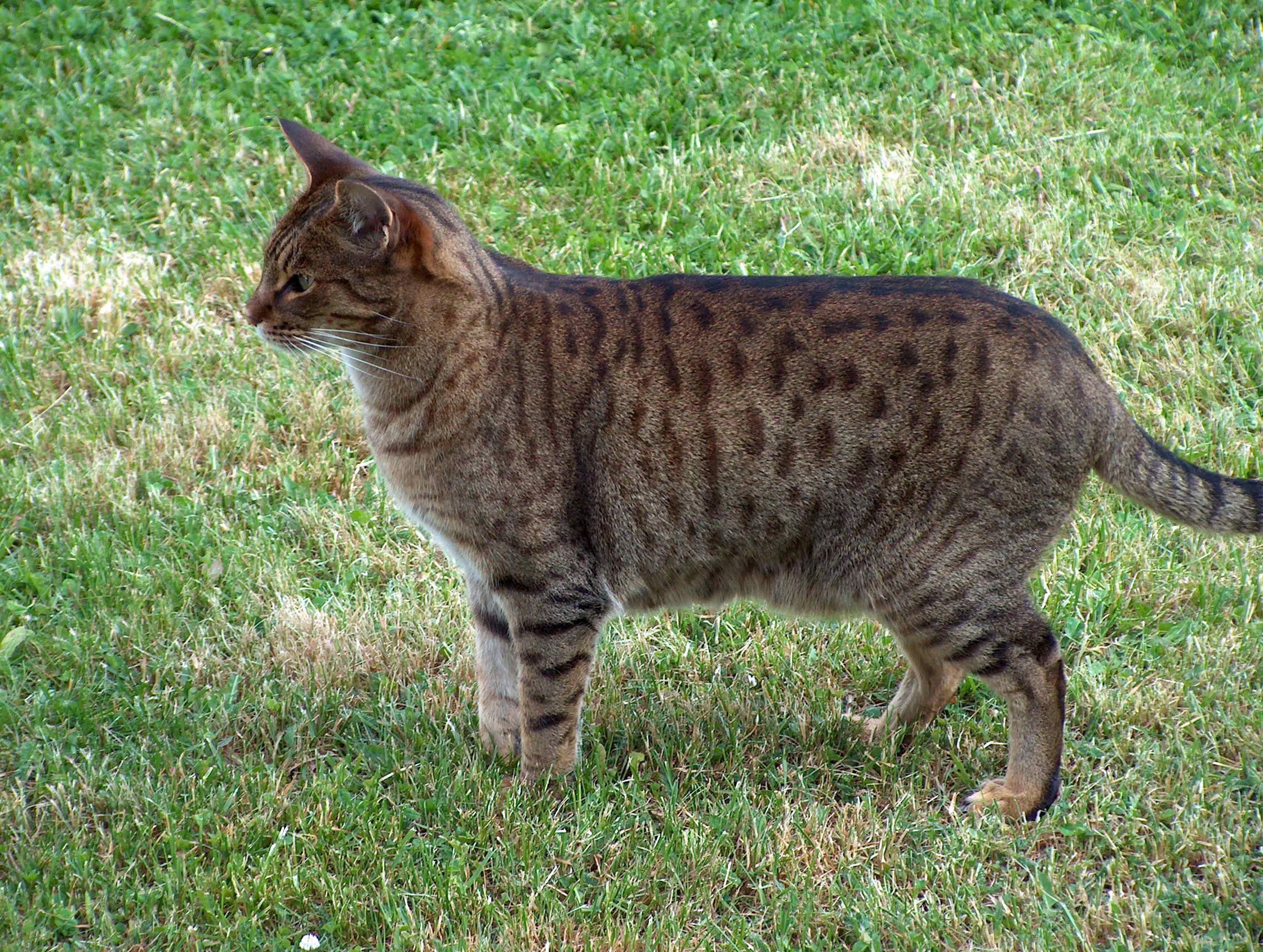 animal