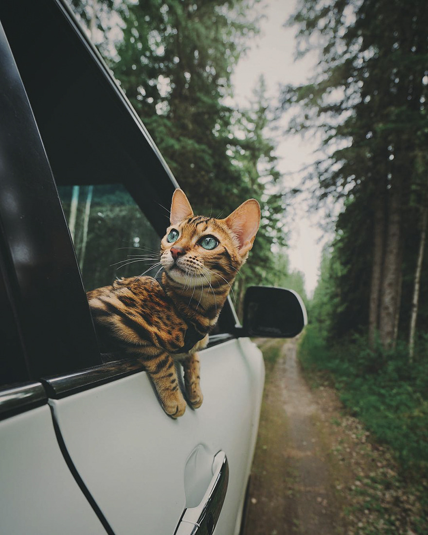 animal