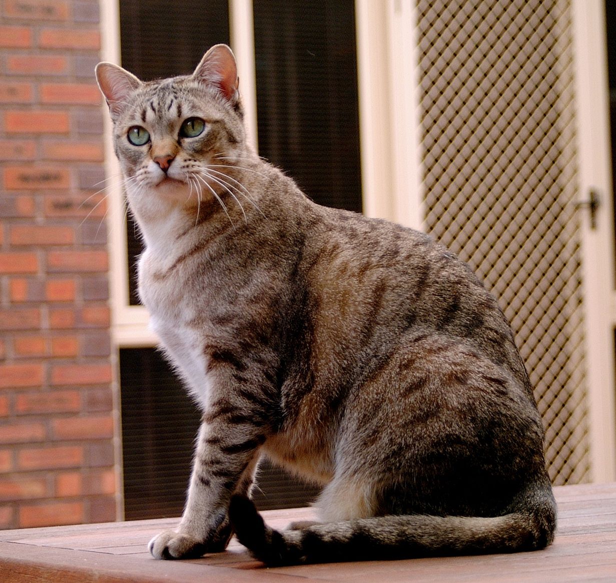animal