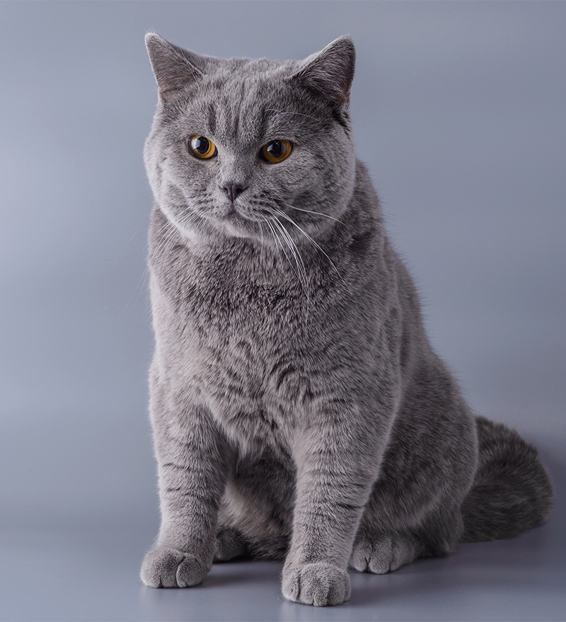 animal
