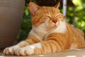 animal