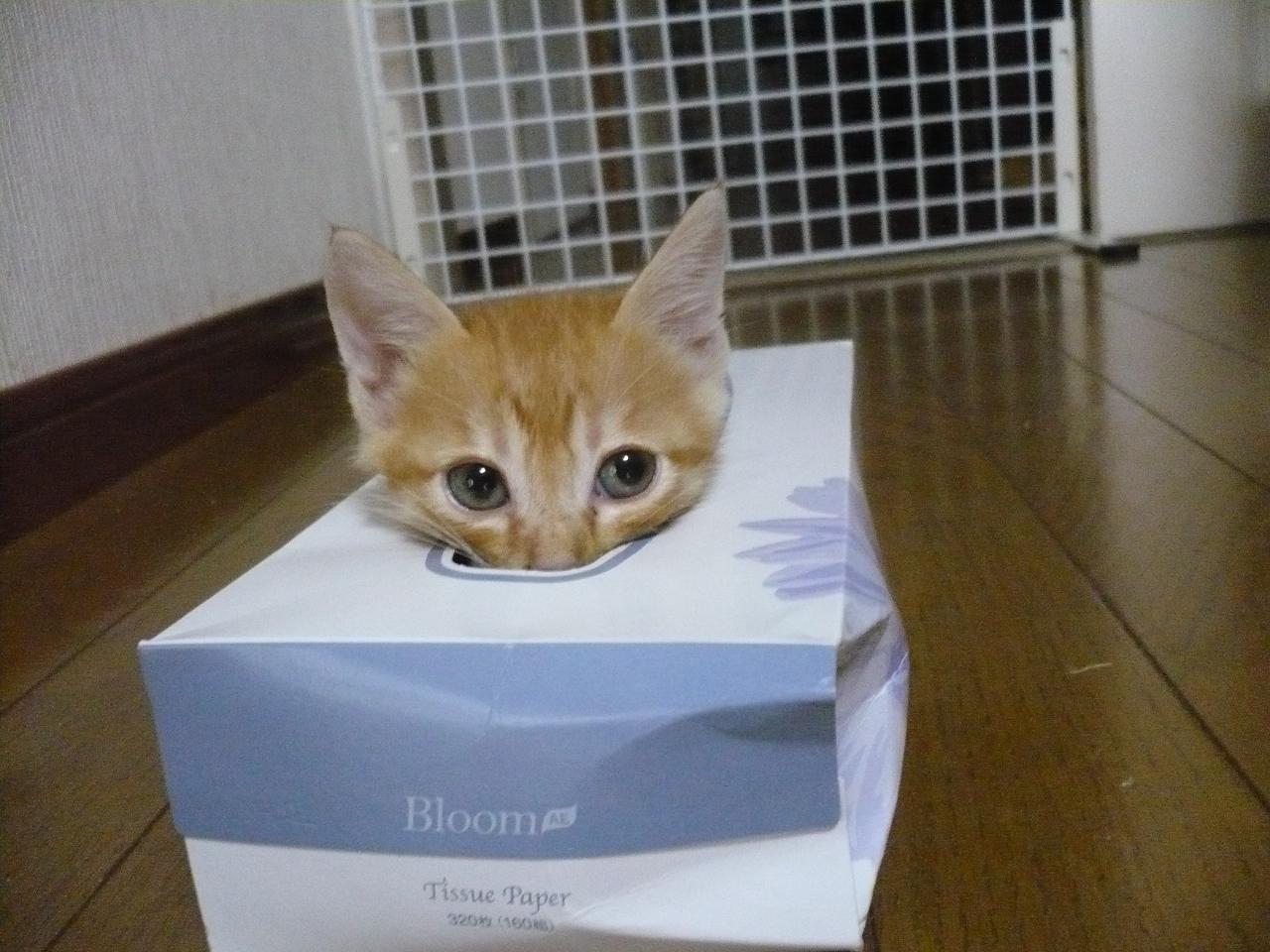 animal