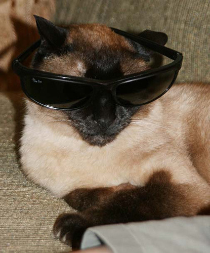 猫影像 4