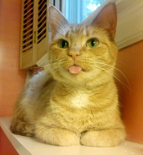 animal