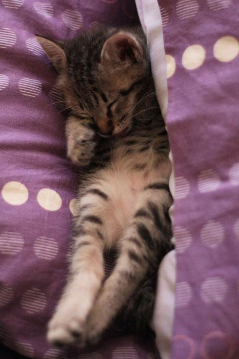 Britisch Kurzhaar Katzen Meme — Grand Liberty Züchter §11 TierSchG