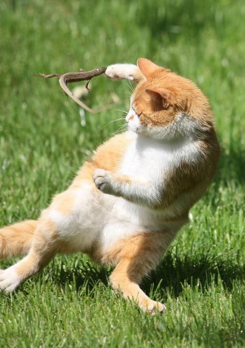 animal