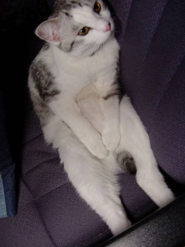 猫影像 6