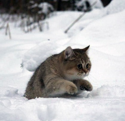 animal