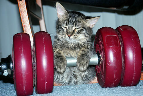 A Random Cat