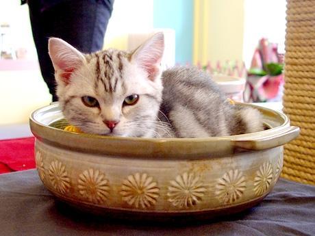 animal