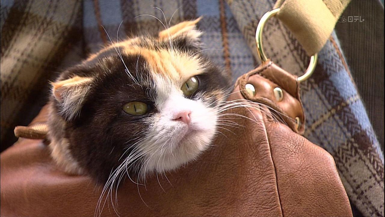 A Random Cat