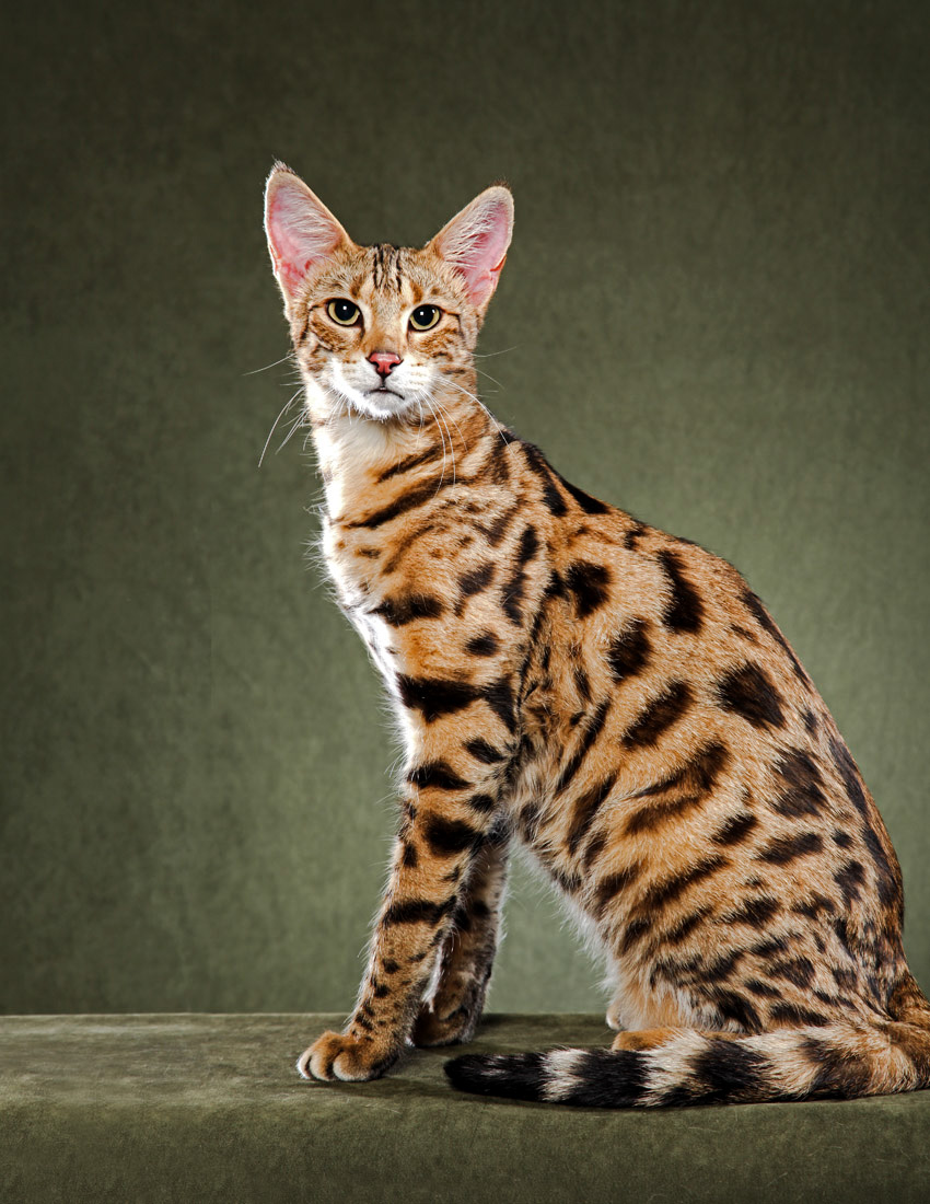 animal