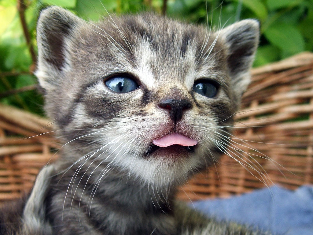 animal
